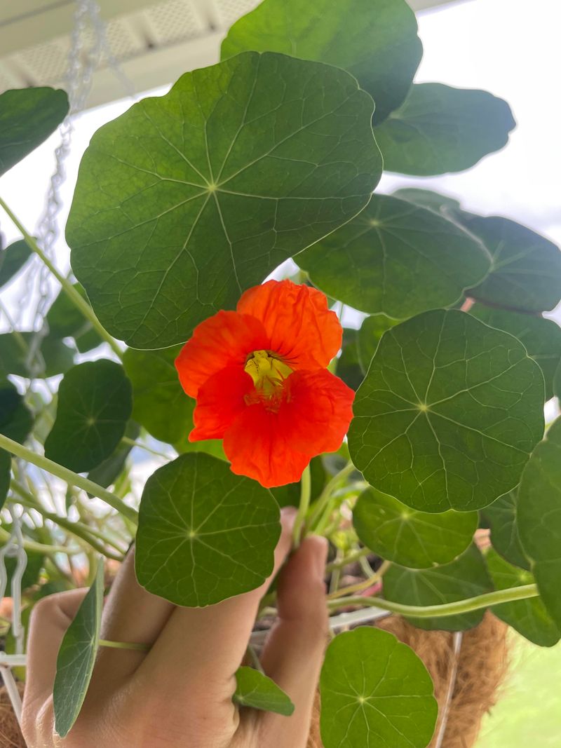 Cantaloupe Nasturtiums