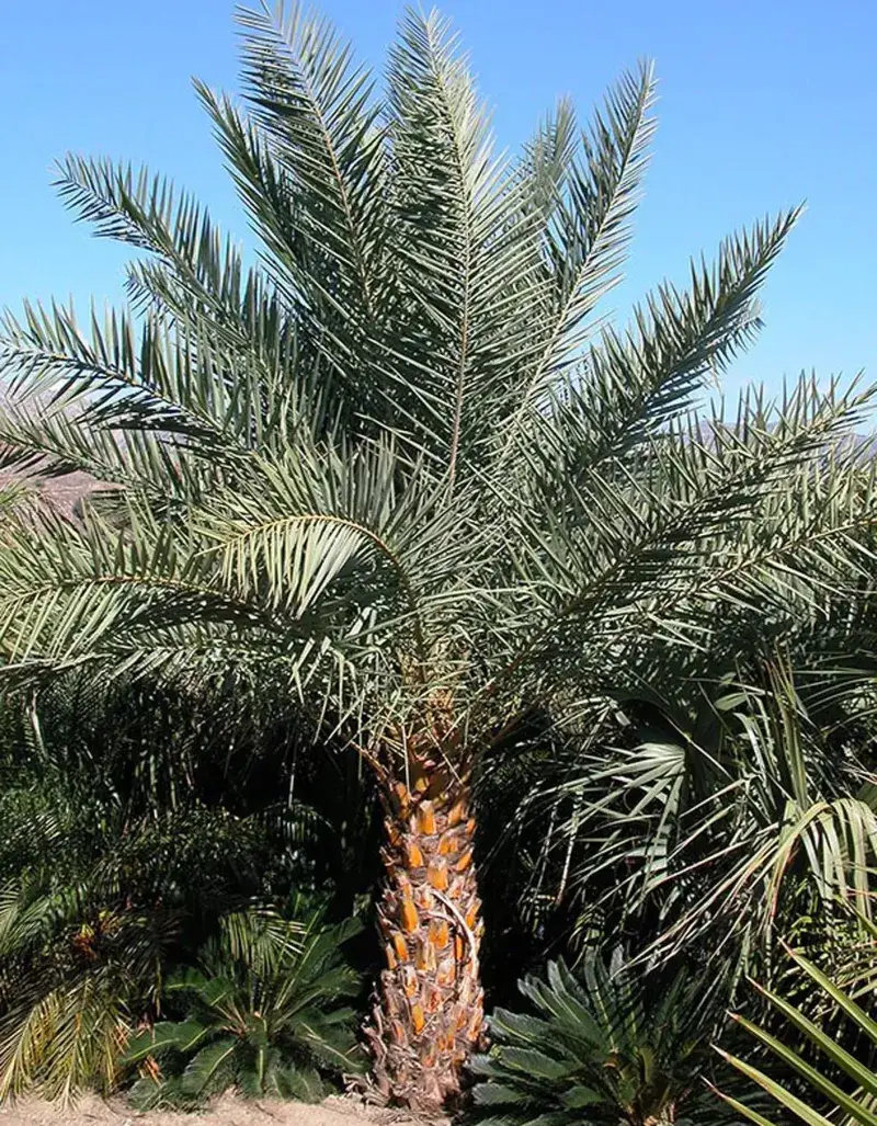 Date Palm