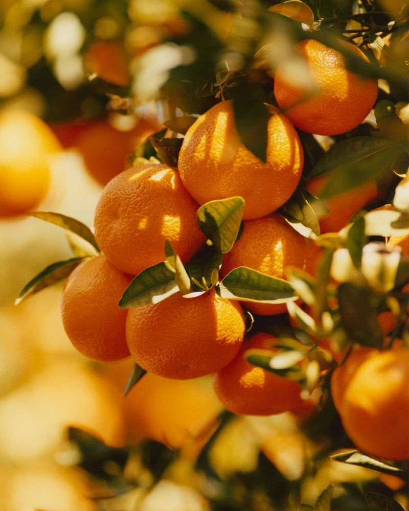 Tangerines