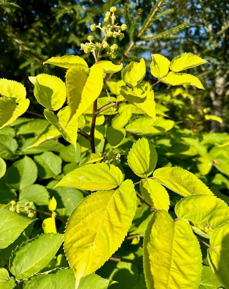 Japanese Spikenard (Aralia Cordata)