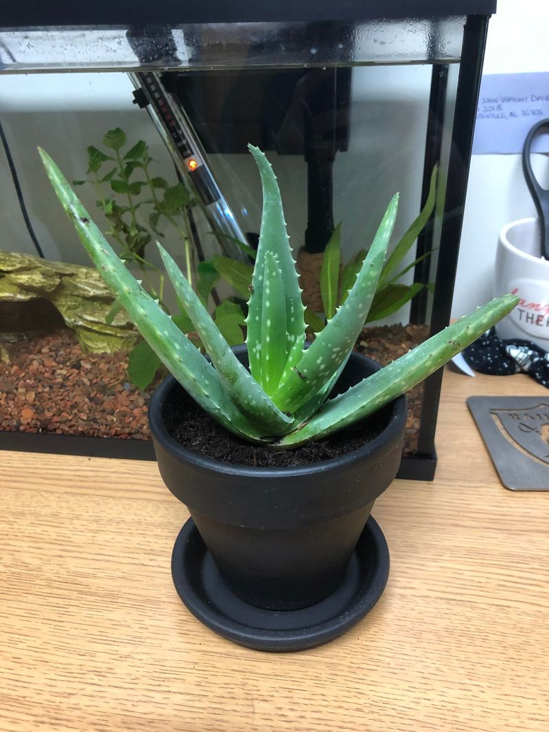 Aloe Vera – Self-Sufficient and Drought-Tolerant