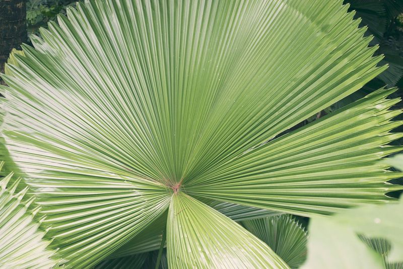 Fan Palm