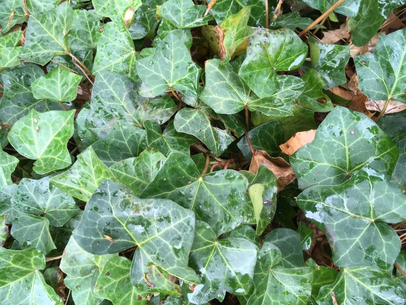 English Ivy