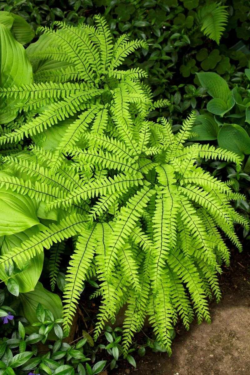 Maidenhair Fern