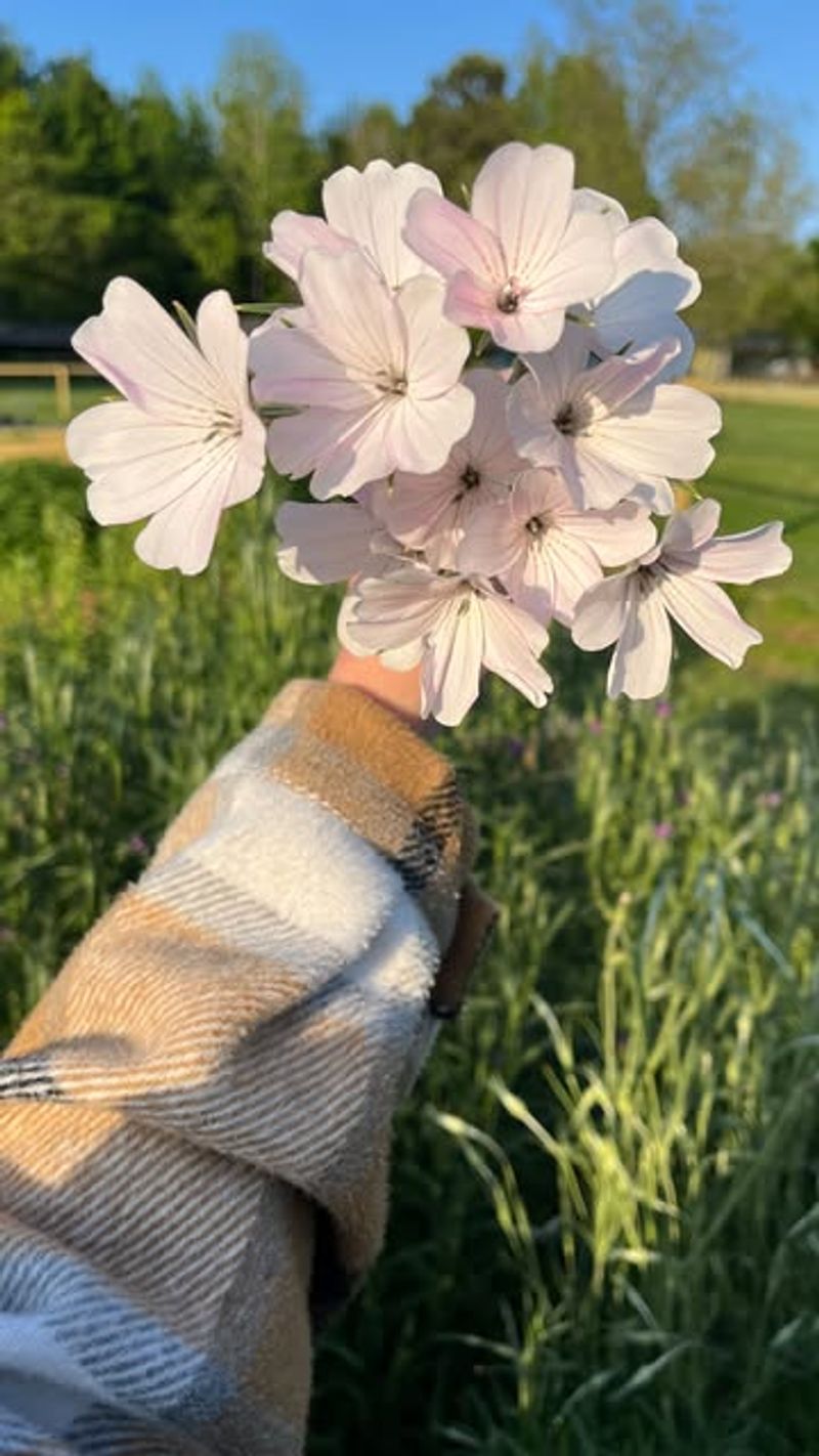 Gibraltar Campion