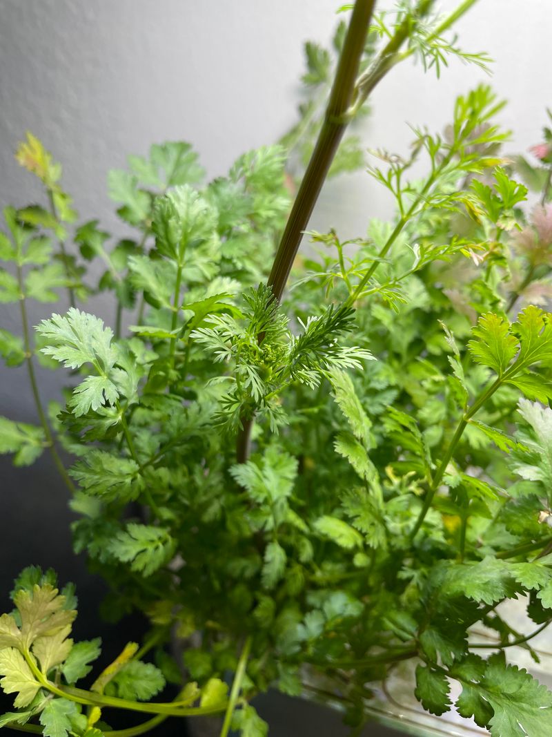 Cilantro