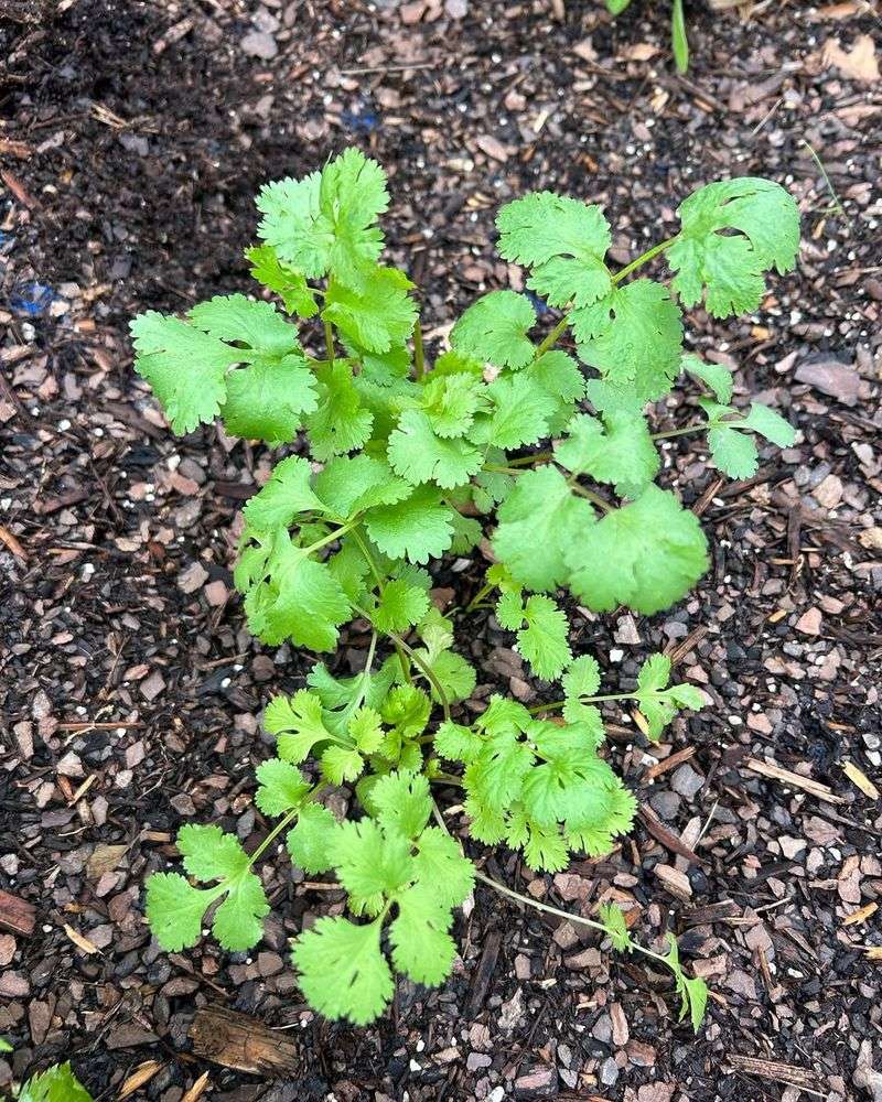 Cilantro (Coriander)