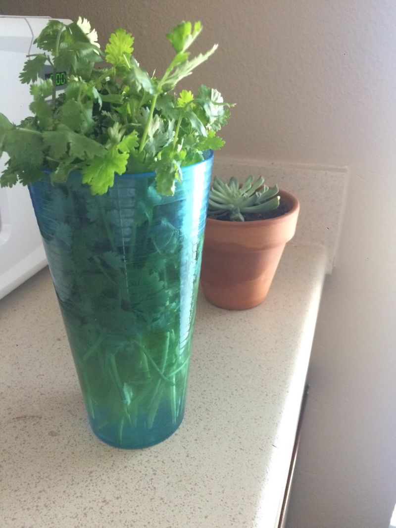 Cilantro Cuttings