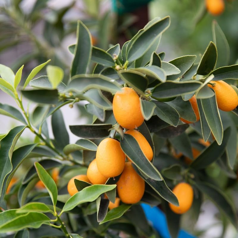 Kumquats