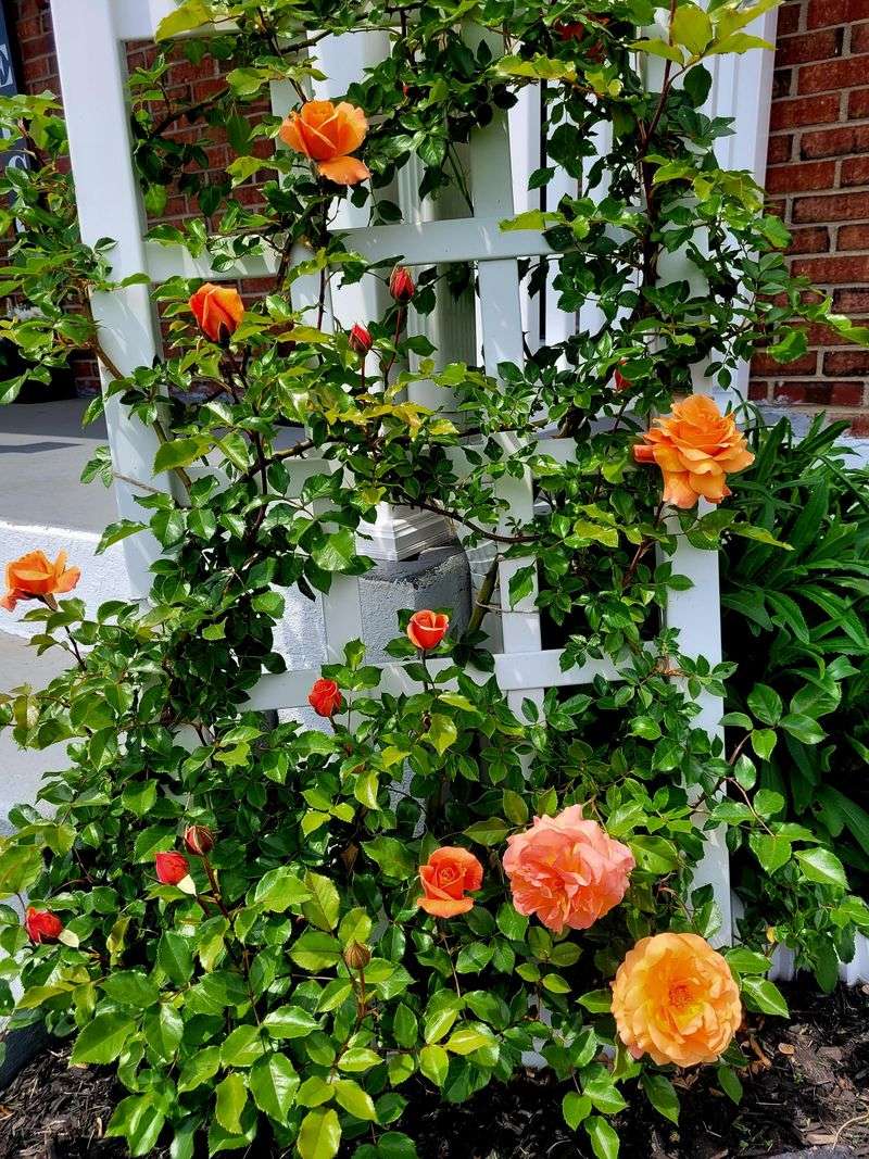 Climbing Roses – Fragrant, Contained Beauty