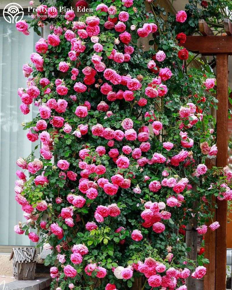 Climbing Rose