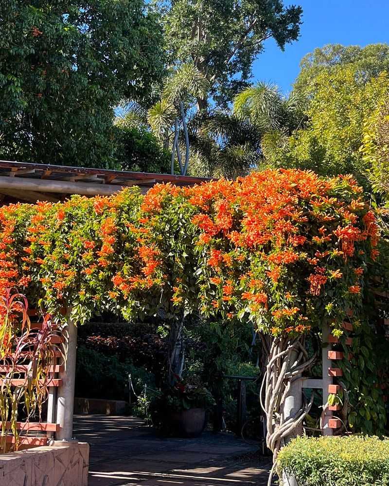 Trumpet Vine