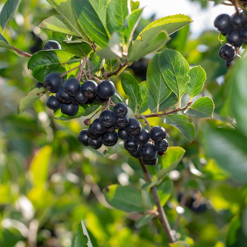 Aronia Berry (Aronia melanocarpa)