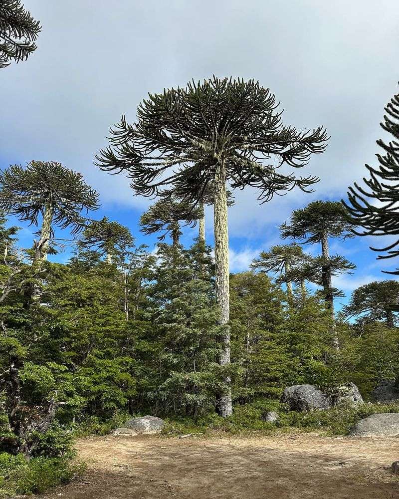 Monkey Puzzle Tree (Araucaria araucana)