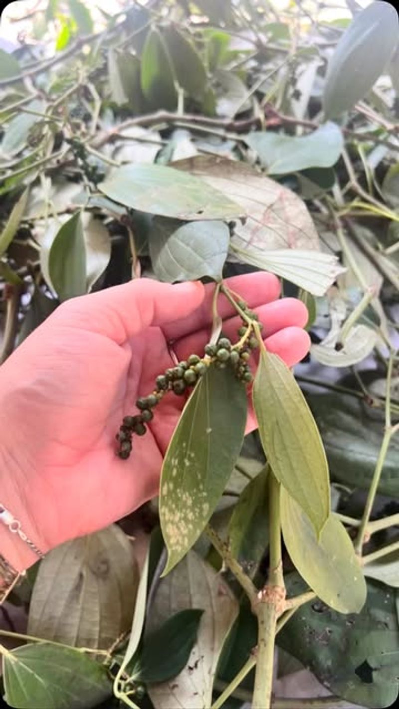 Harvest Timing