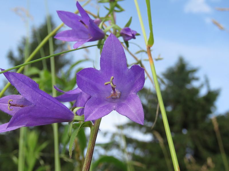 Rampion Bellflower