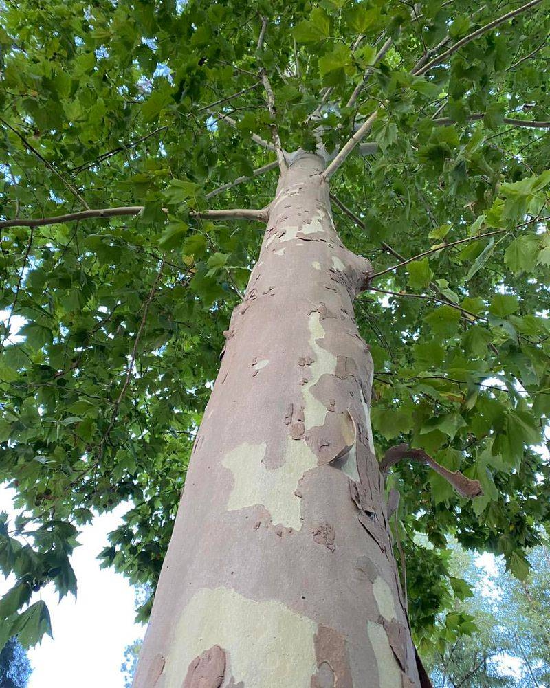 London Plane Tree