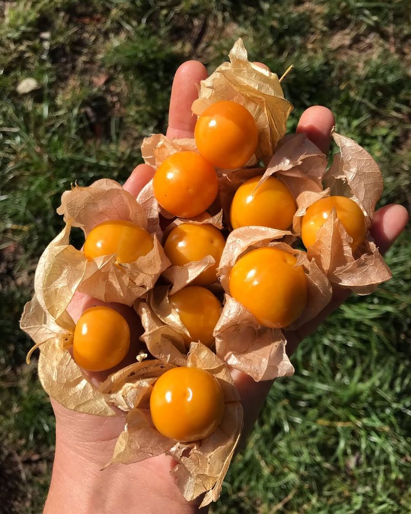 Ground Cherry (Physalis pruinosa)