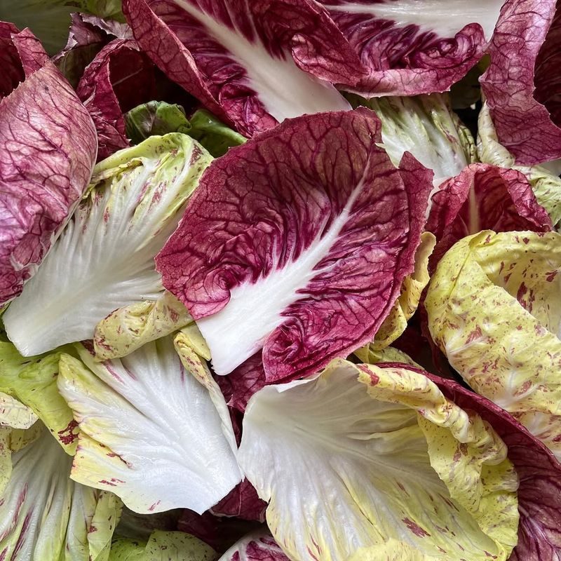 Radicchio