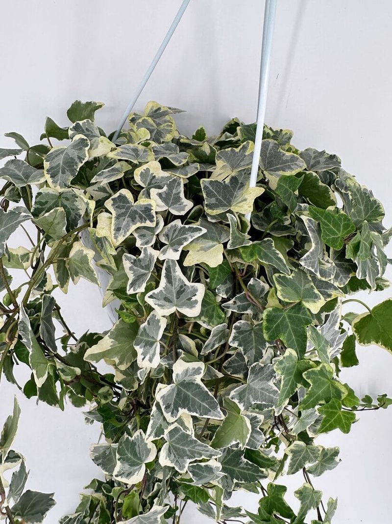 English Ivy