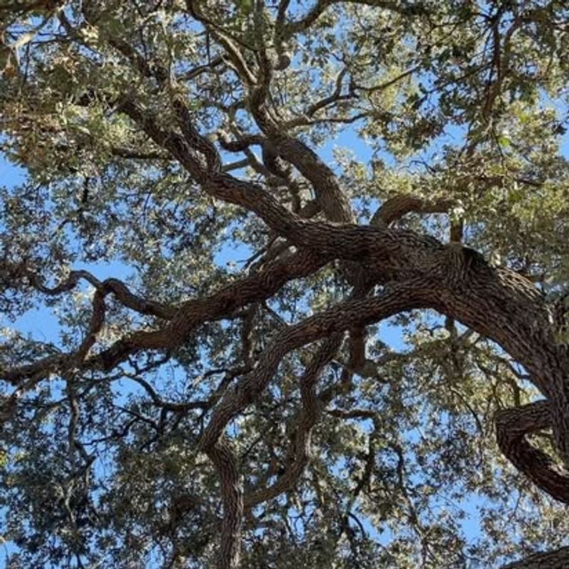 Oak Tree