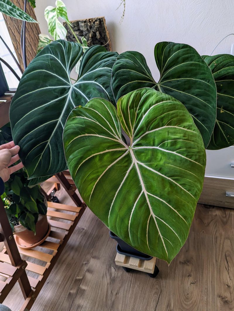 Philodendron