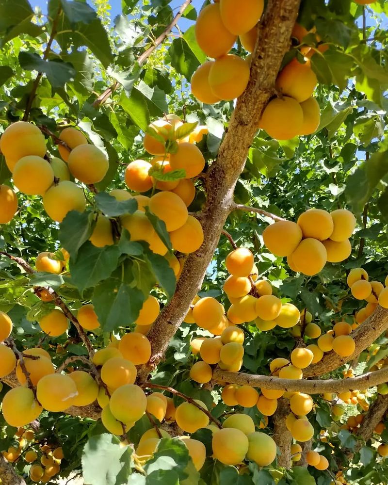 Apricot Trees