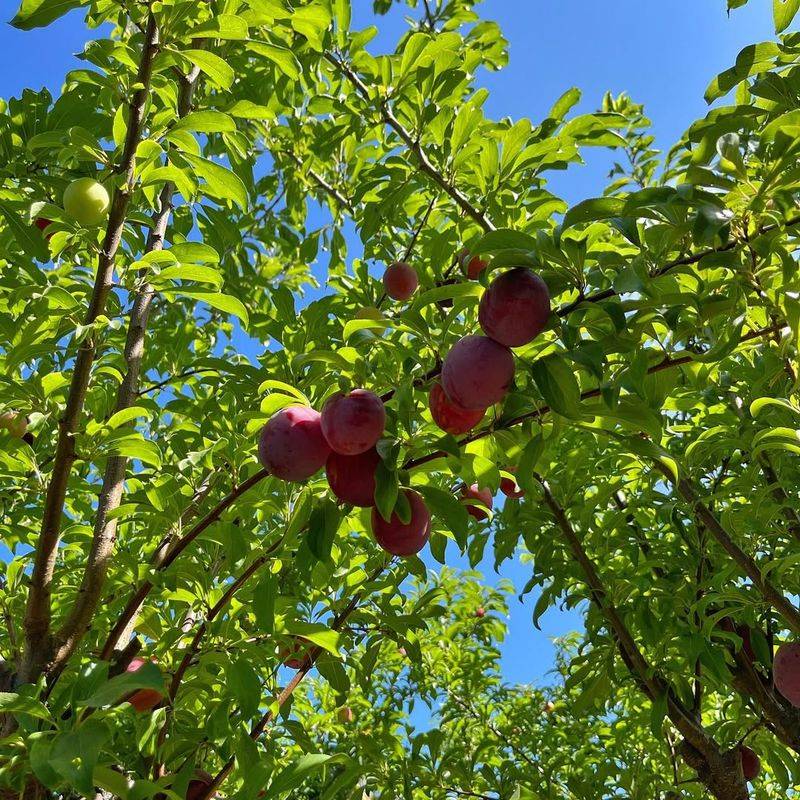 Plum Trees