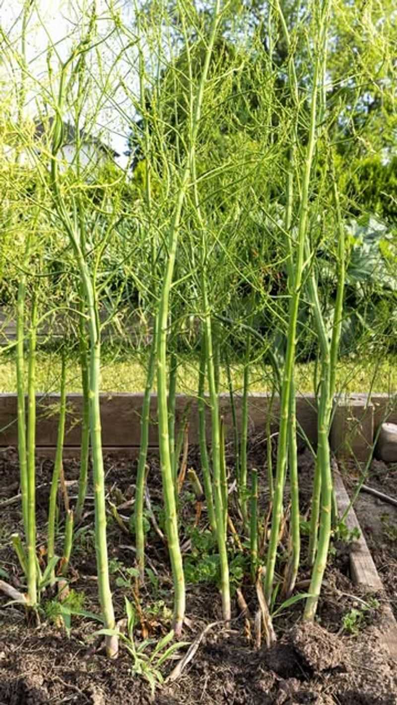 Asparagus – Root Competition and Growth Issues