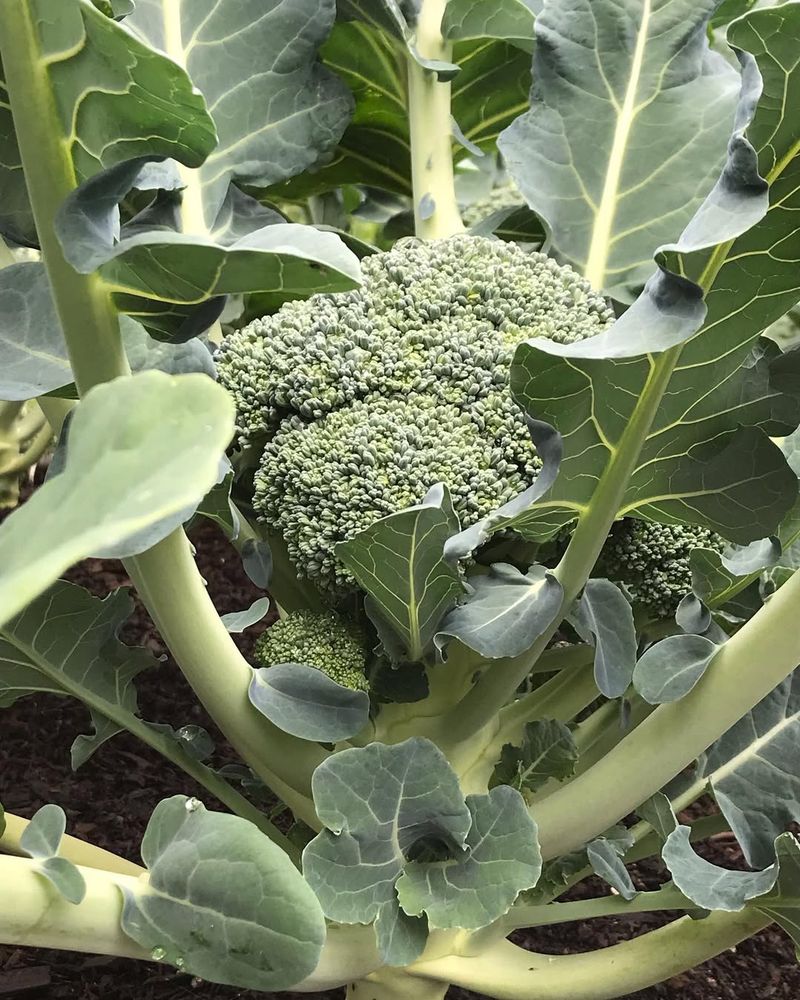 Broccoli