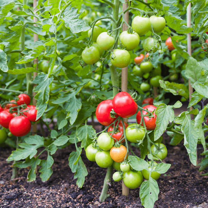 Tomatoes