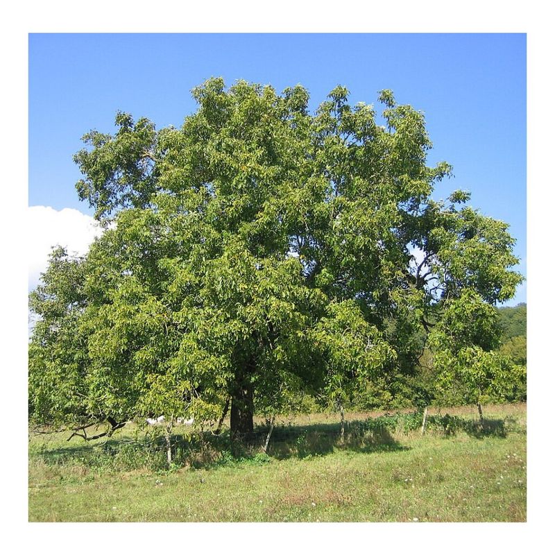 English Walnut (Juglans Regia)