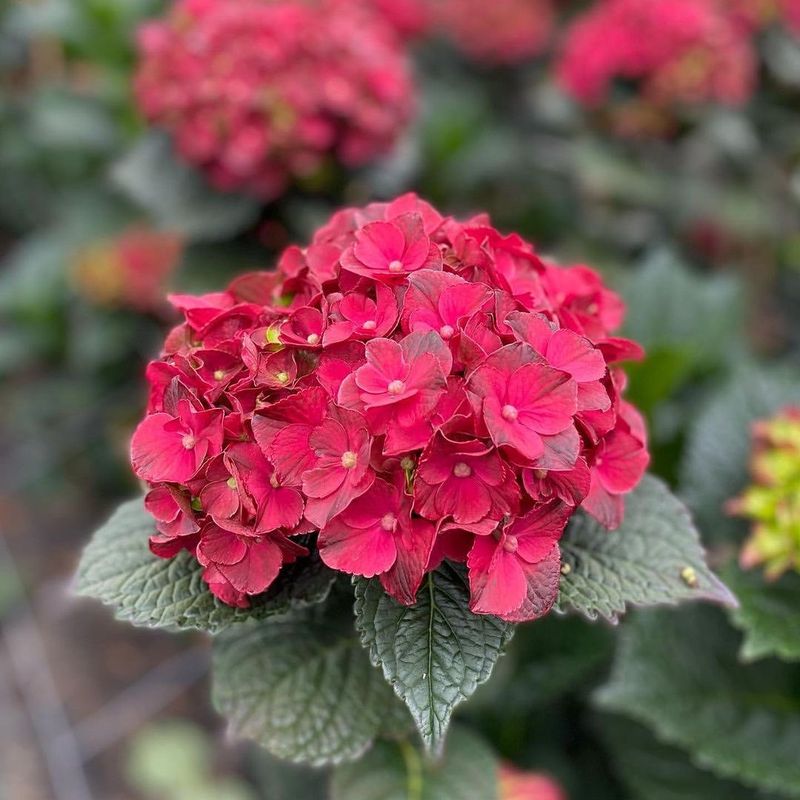 Burgundy Lace Hydrangea