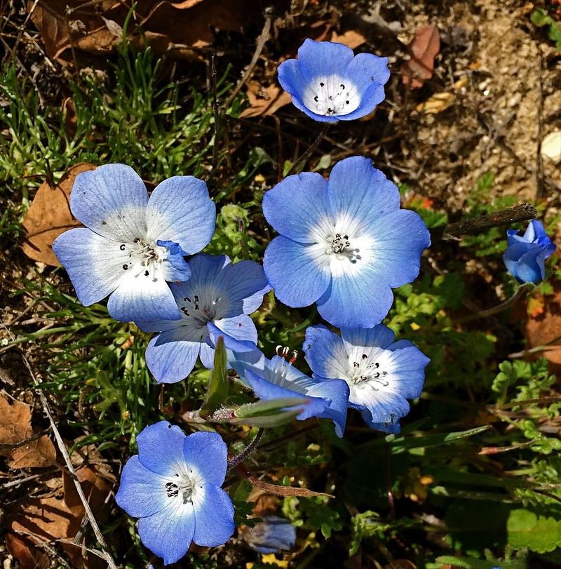 Nemophila