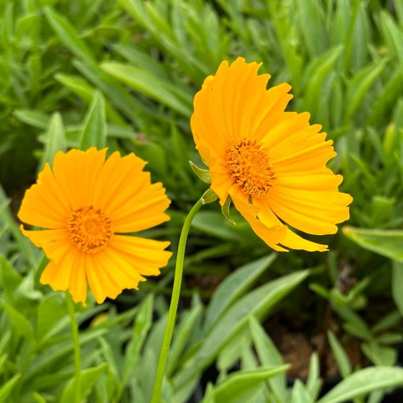 Coreopsis