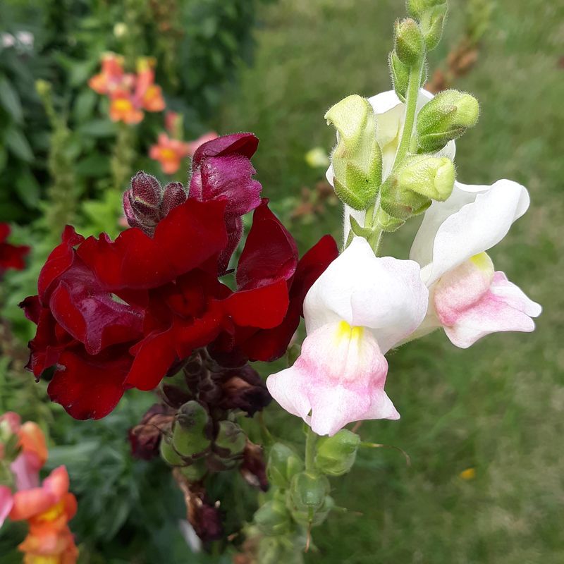 Snapdragon