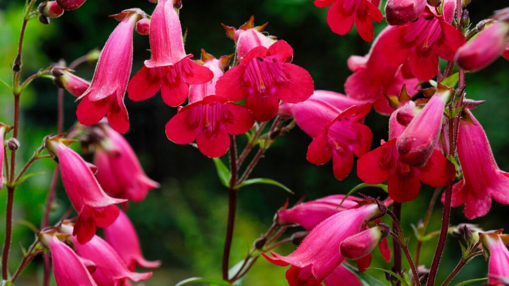 Penstemon