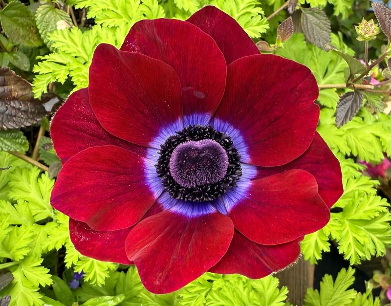 Anemone