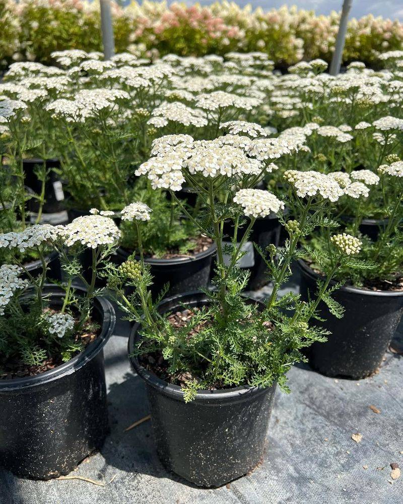 Yarrow