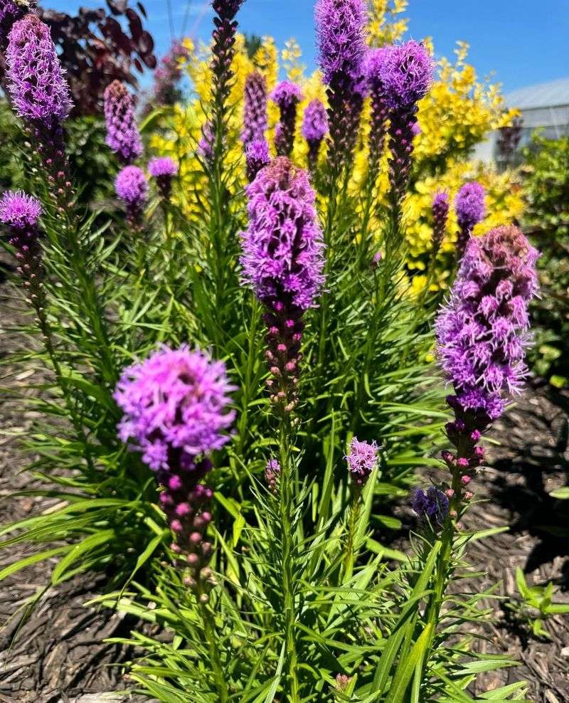 Liatris