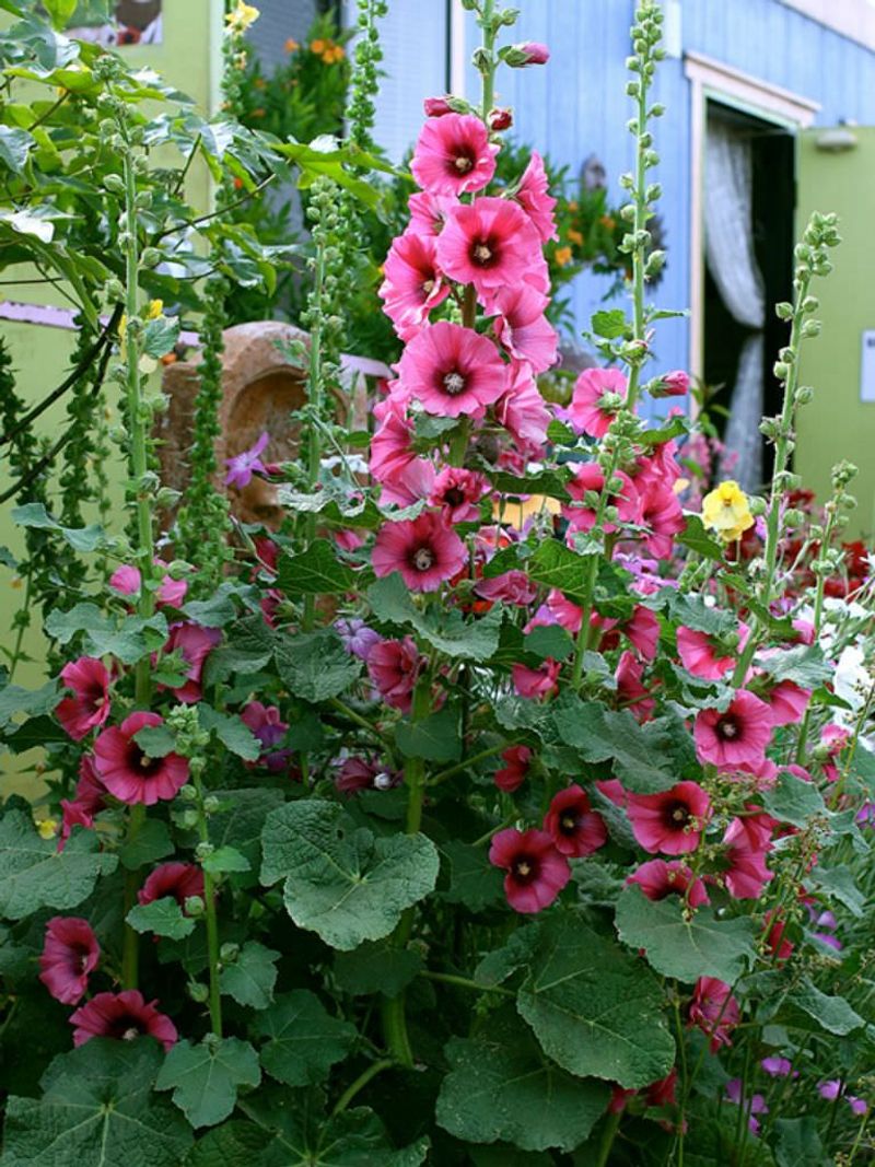 Hollyhock