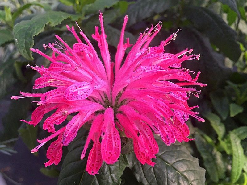 Bee Balm