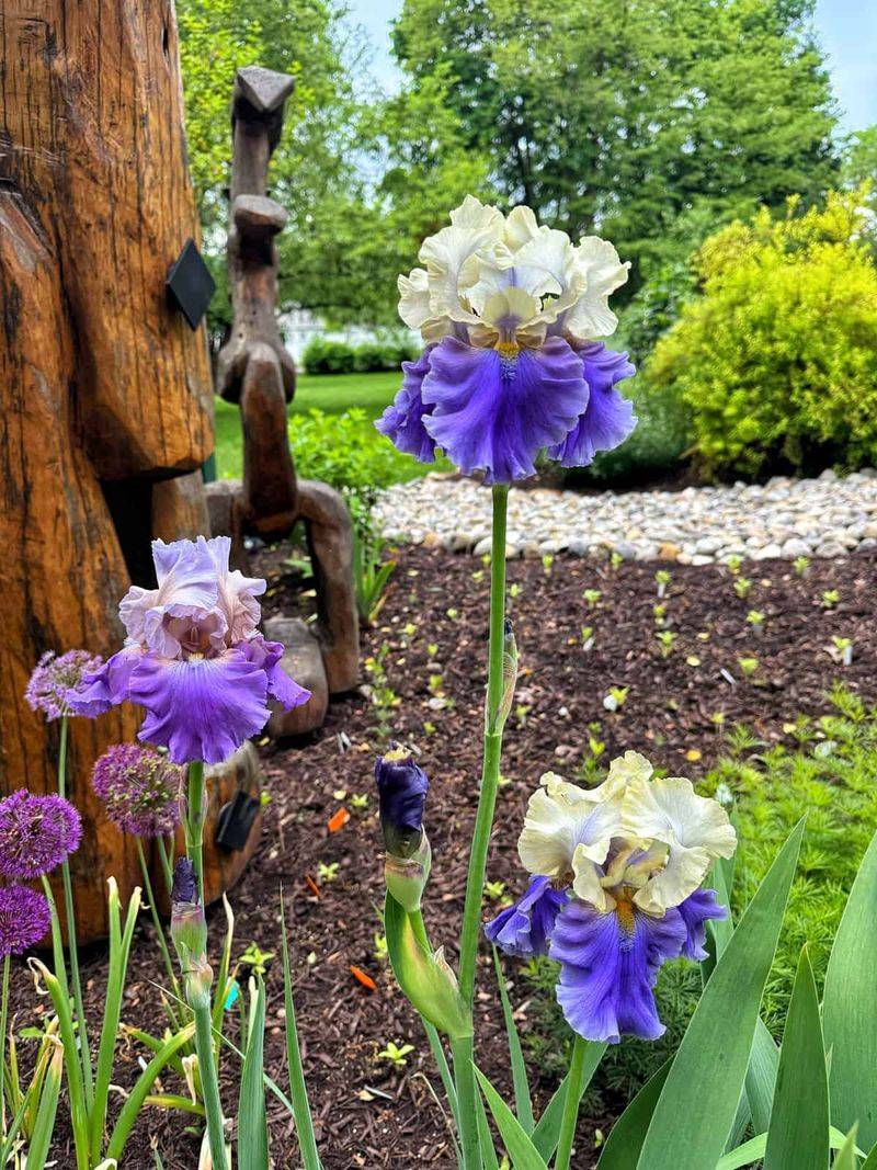 Bearded Iris