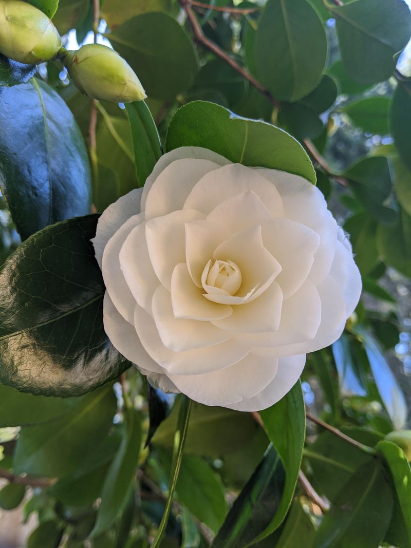 Camellias