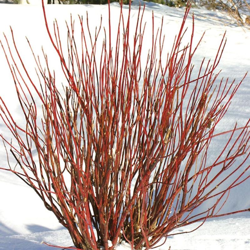 Red-Twig Dogwood