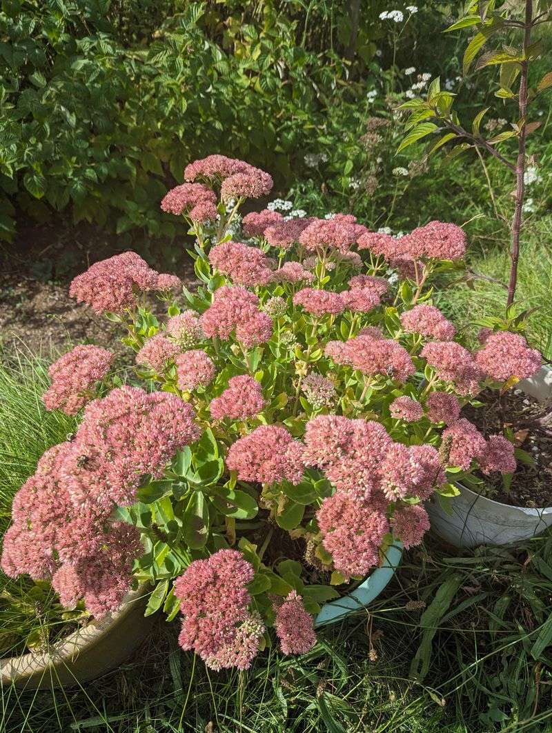 Sedum