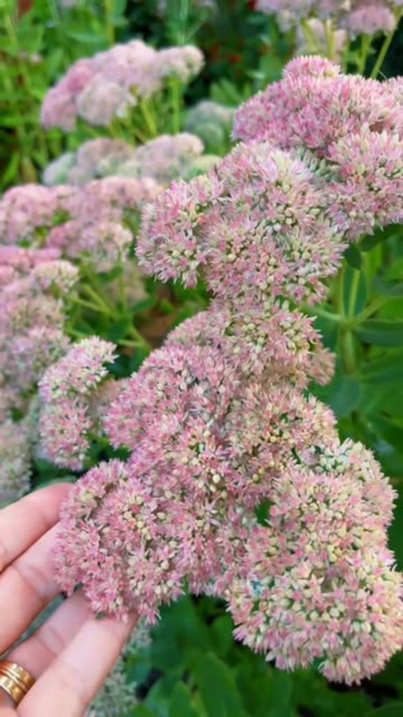 Sedum (Stonecrop)