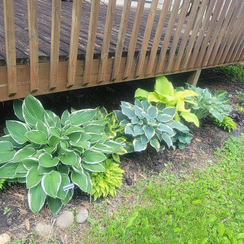 Hosta