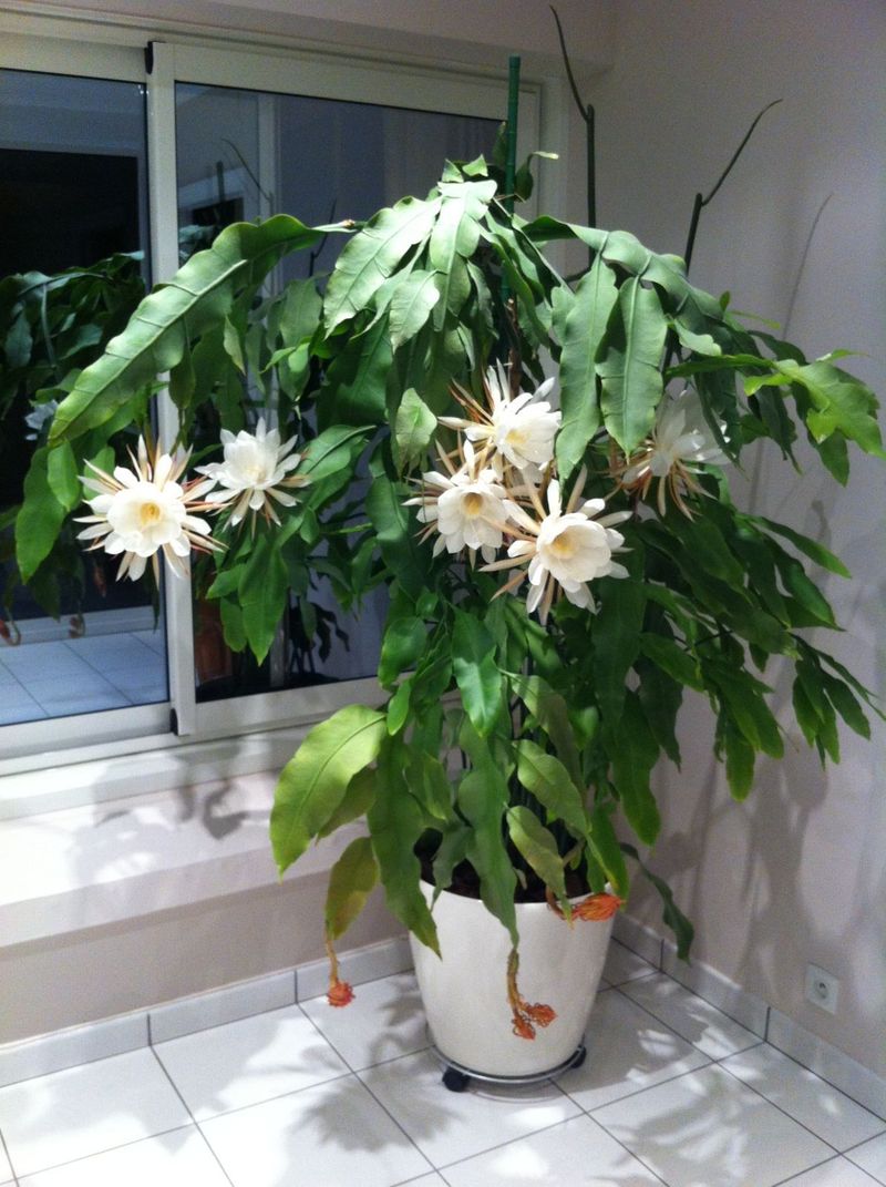 Queen of the Night (Epiphyllum oxypetalum)