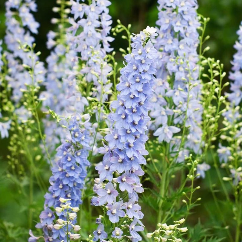 Delphinium